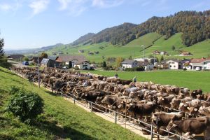 Hasle Viehschauplatz